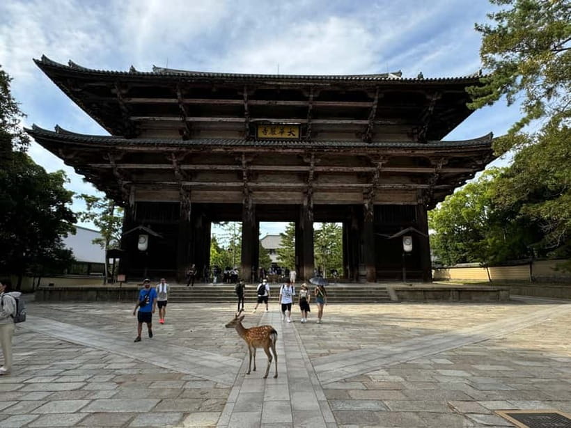 Nara: Great Buddha, Kasuga Shrine & Deer Park Tour - What the guide adds to the day