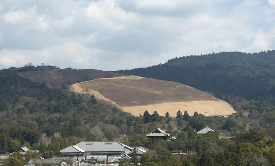 Nara: Half-Day Private Guided Tour - Nara’s deer share the path with its temples
