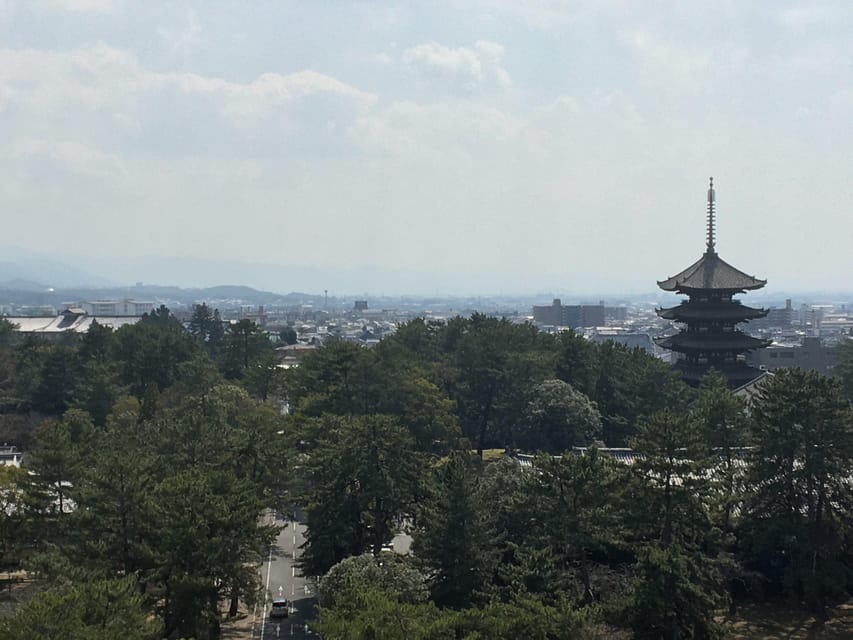 Nara: Half-Day Private Guided Tour - Nara Park: expect deer, not a petting zoo