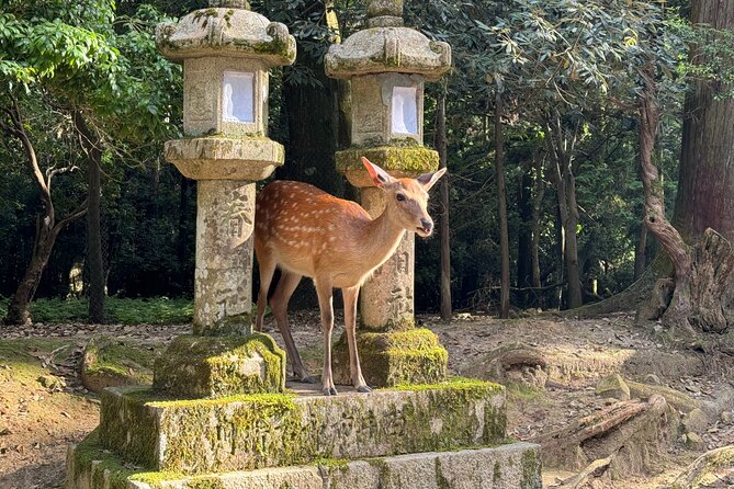 Nara: Half-Day Private Tour of 4 Must-See Spots & Deer Park - What makes this Nara tour worth considering
