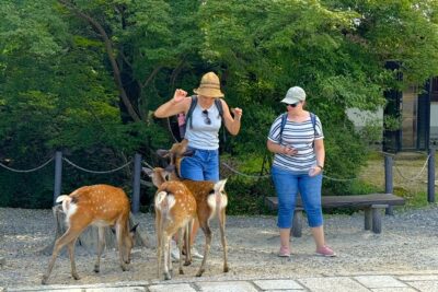 Half-Day Private Tour of 4 Must-See Spots & Deer Park