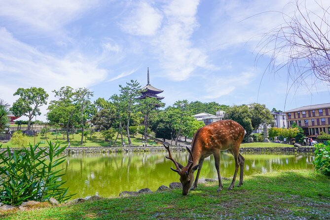 Nara Half Day Trip Walking Tour (Private Option Available) - Guides, group size and pace