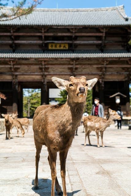 Nara Heritage Walkabout from Nara Park to Todaji-ji temple - Todaiji: the Great Buddha and the great hall