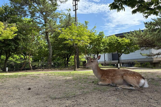 Nara Highlight Walking Tour with Furoshiki Experience with Lunch - What the $37 price covers, and what to check