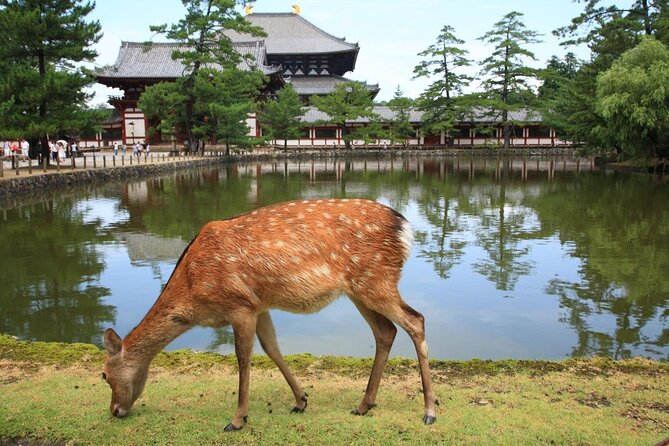 Nara - Highlights Bike Tour - A faster way to connect Nara’s highlights