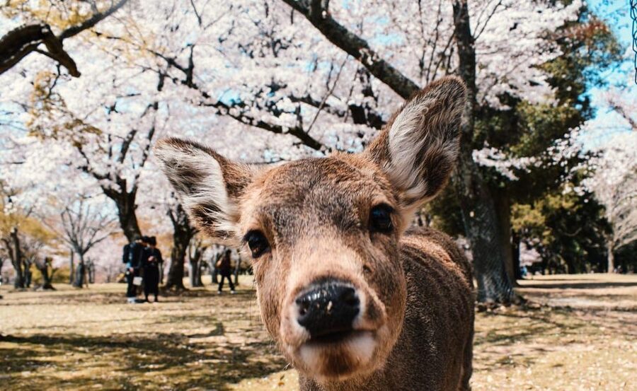 Nara: Private City Tour With A Local Guide - Tōdai-ji and the Great Buddha