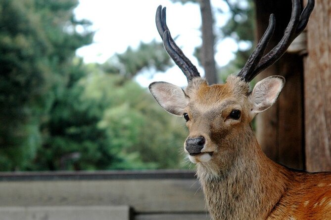 Nara Private Tour: Flexible Pickup from Kyoto, Osaka, or Nara - Kasuga Grand Shrine and its lanterns