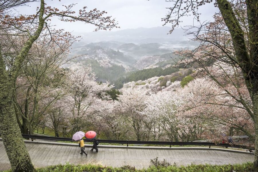 Nara: Private Walking Tour with a Local - At a glance