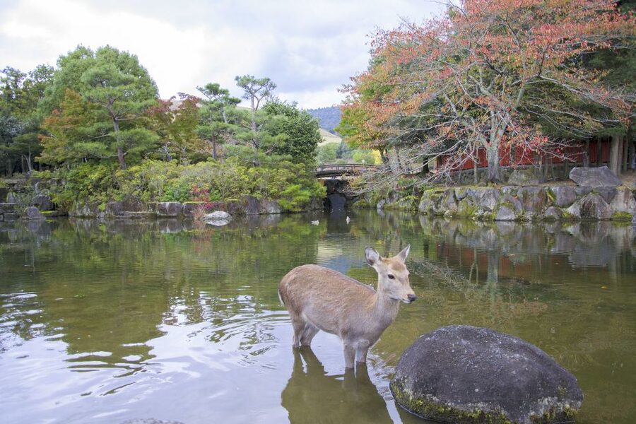 Nara: Private Walking Tour with a Local - Start with a meeting point that suits your day