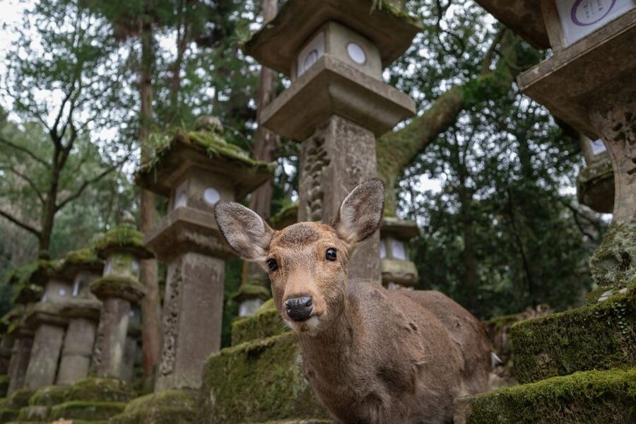 Nara: Todai-ji y parque de Nara (Spanish Guide) - Kasuga-taisha brings you into a wooded setting