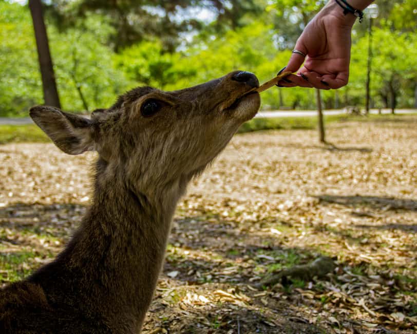 Osaka and Nara Customized Private tour with English Driver - One day from Osaka’s castle to Nara’s deer