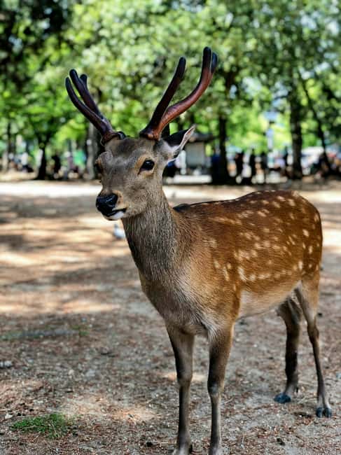 Osaka and Nara Customized Private tour with English Driver - The driver’s role and the value of a private tour
