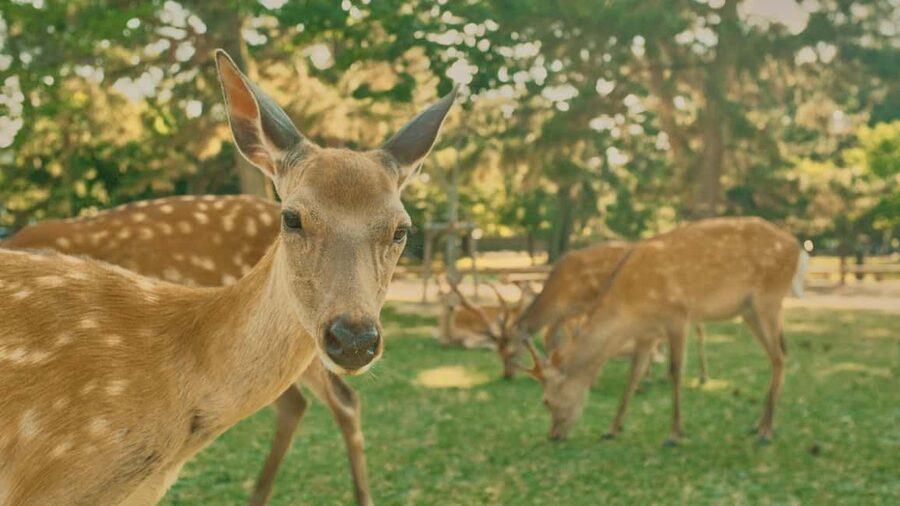 Osaka and Nara Customized Private tour with English Driver - Should you book this Osaka and Nara tour?