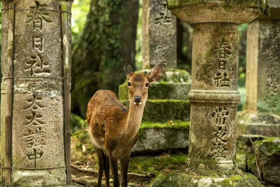 Osaka and Nara Customized Private tour with English Driver - Umeda Sky Building or the Japan Mint in bloom