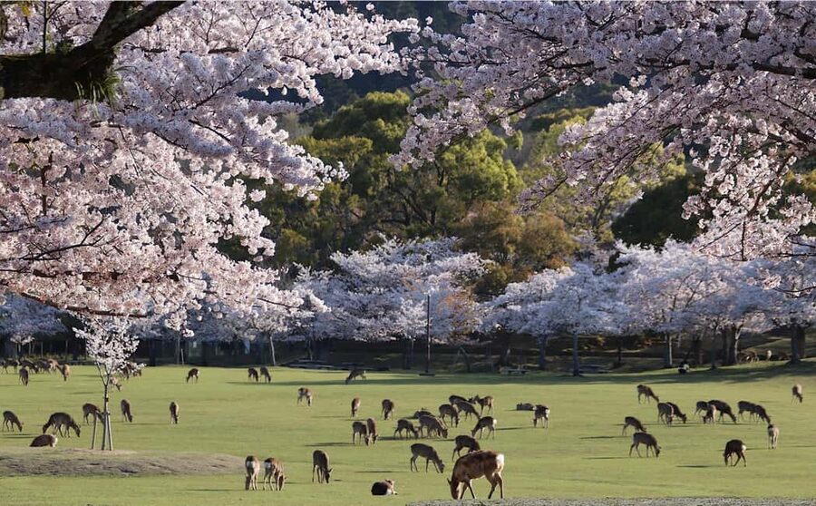 Osaka/Kyoto: Arashiyama, Nara Park, Fushimi Shrine Tour - At a glance