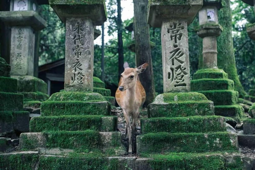 Osaka: Kyoto Highlights Tour and Pottery Workshop Experience - Key points to know