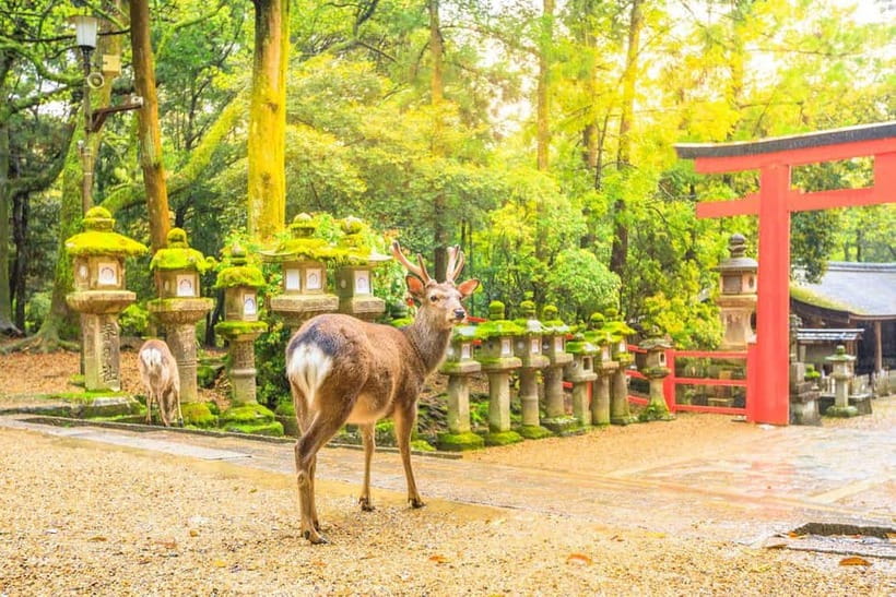Osaka: Kyoto Highlights Tour and Pottery Workshop Experience - The return to Osaka and the real value of the fare