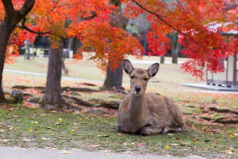 Osaka: Kyoto & Nara & Uji Historical and Scenic One-Day Tour - FAQ