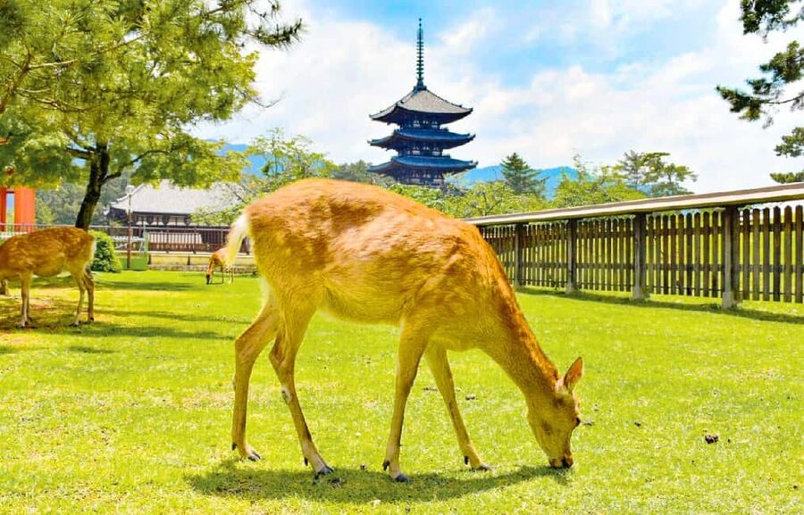 Osaka: Nara and Uji Day Trip with Deer Park and Hot Spring - Todai-ji’s Great Buddha makes the scale real