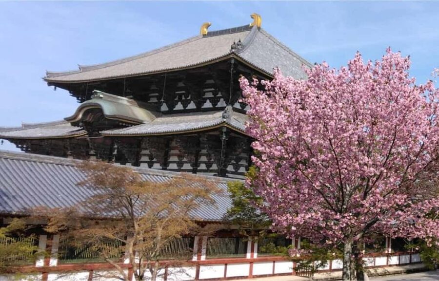 Osaka: Nara and Uji Day Trip with Deer Park and Hot Spring - Kasuga Taisha brings the lanterns into view