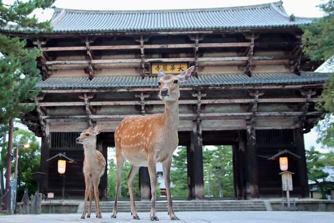 Perfect Nara Park Half-Day Bus Tour with English Speaking Guide - Nara in four hours: the key points
