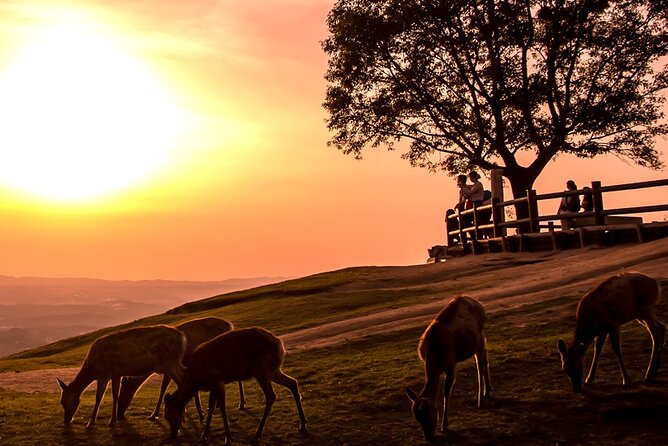 Perfect Nara Park Half-Day Bus Tour with English Speaking Guide - Kasuga Taisha: a shrine visit with a deer fortune