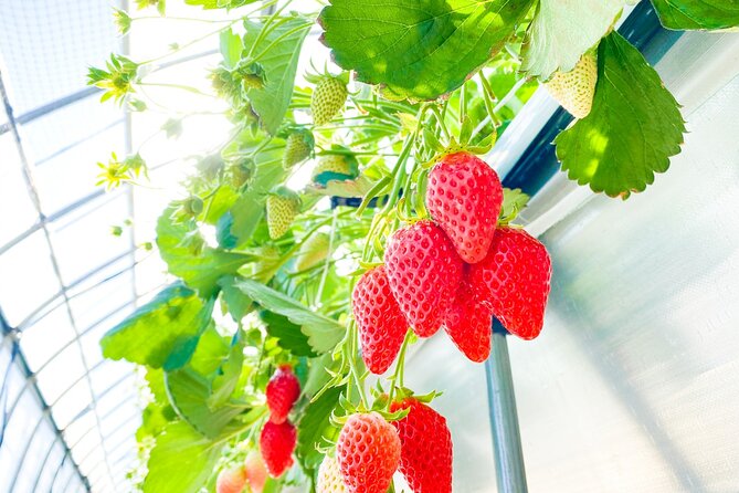 Play with Snow Crab Buffet Lunch and Strawberry Picking Bus Tour - Kobe-Sanda Premium Outlets: two hours to browse