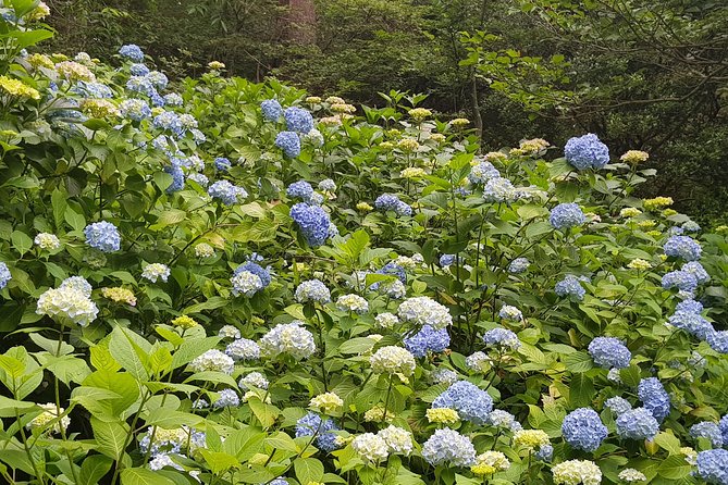 Private Car Day Trip to the Kobe Mountains, Gardens and Hot Springs from Osaka - Should you book the Mount Rokko and Arima trip?